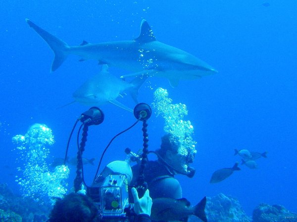 33- Le requin en vedette 